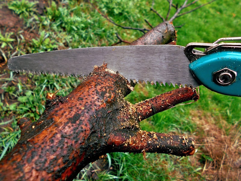 Pruning Scissors Image